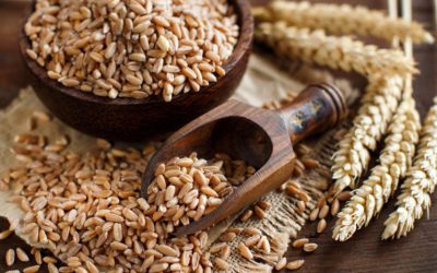ファッロとも呼ばれる古代品種のスペルト小麦とは？消化に良いと言われるけど、普通の小麦粉とはどう違う？
